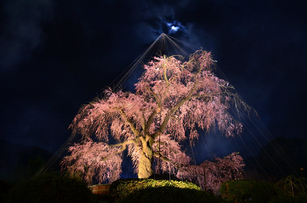 月夜の祇園しだれ