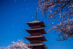 池上の桜吹雪