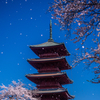 池上の桜吹雪