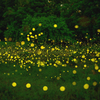 ヒメボタル2024 その11