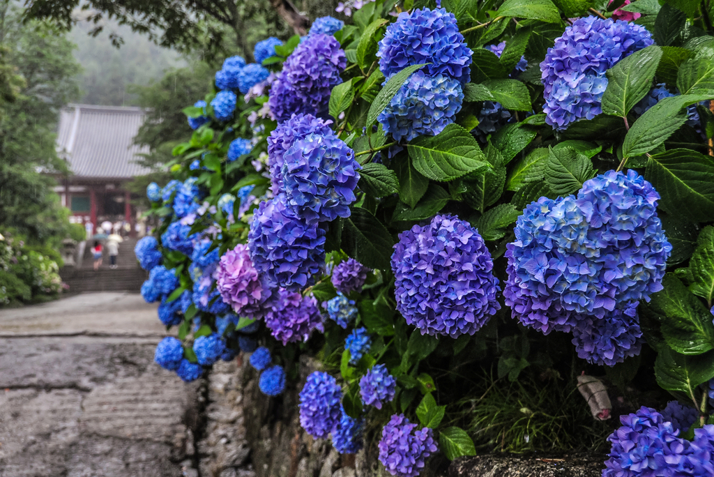九年前の矢田寺紫陽花