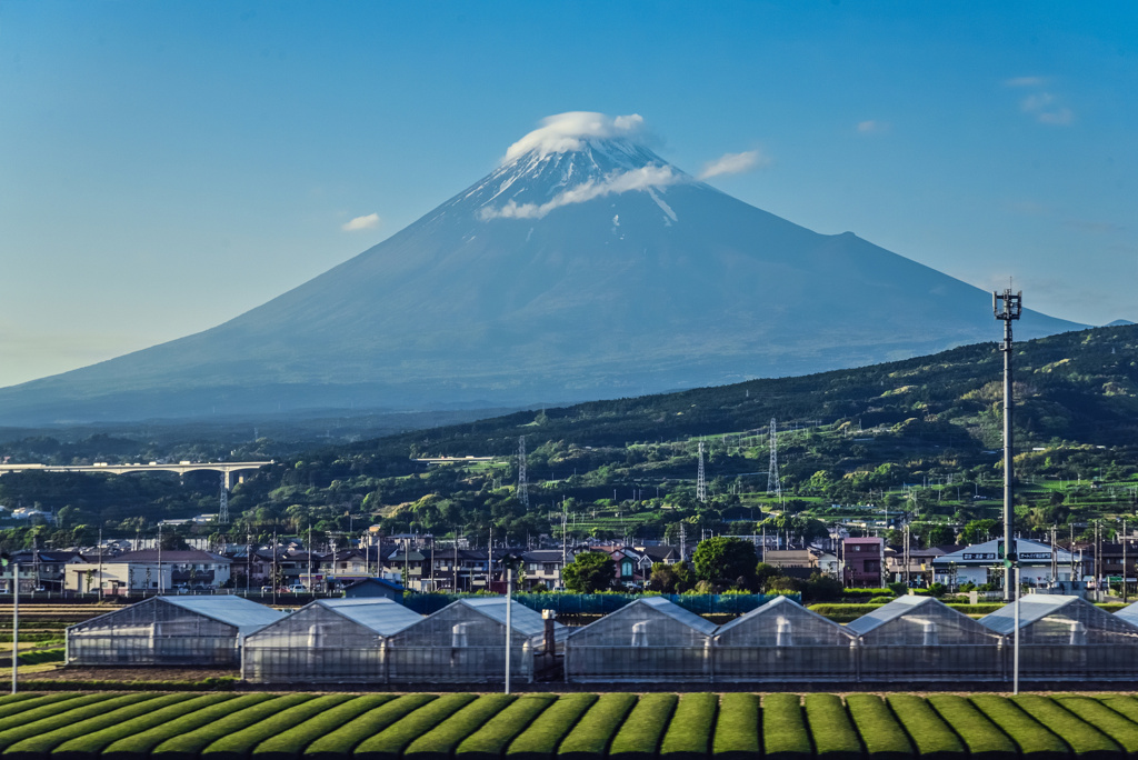 富士山と茶畑
