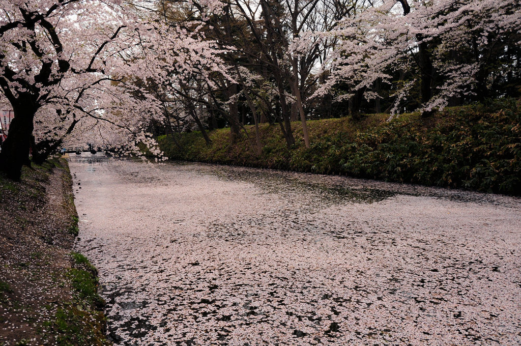 3年前の花筏