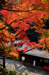 鳥居本の紅葉