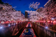 中目黒桜まつり