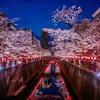 中目黒桜まつり