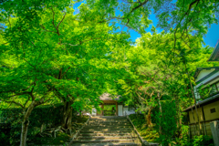 安楽寺参道の青もみじ