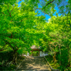 安楽寺参道の青もみじ