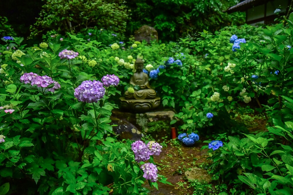阿弥陀寺の紫陽花