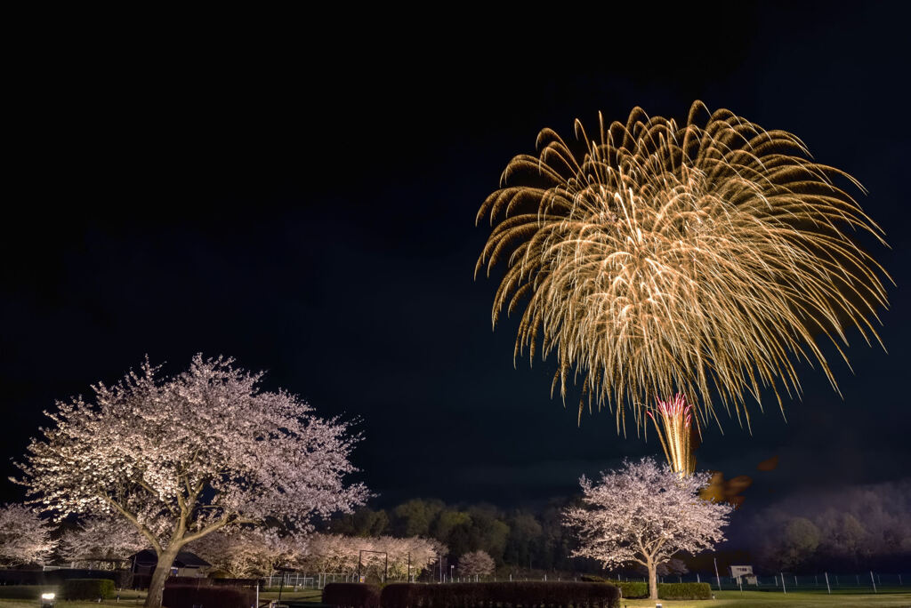 花見で花火2023