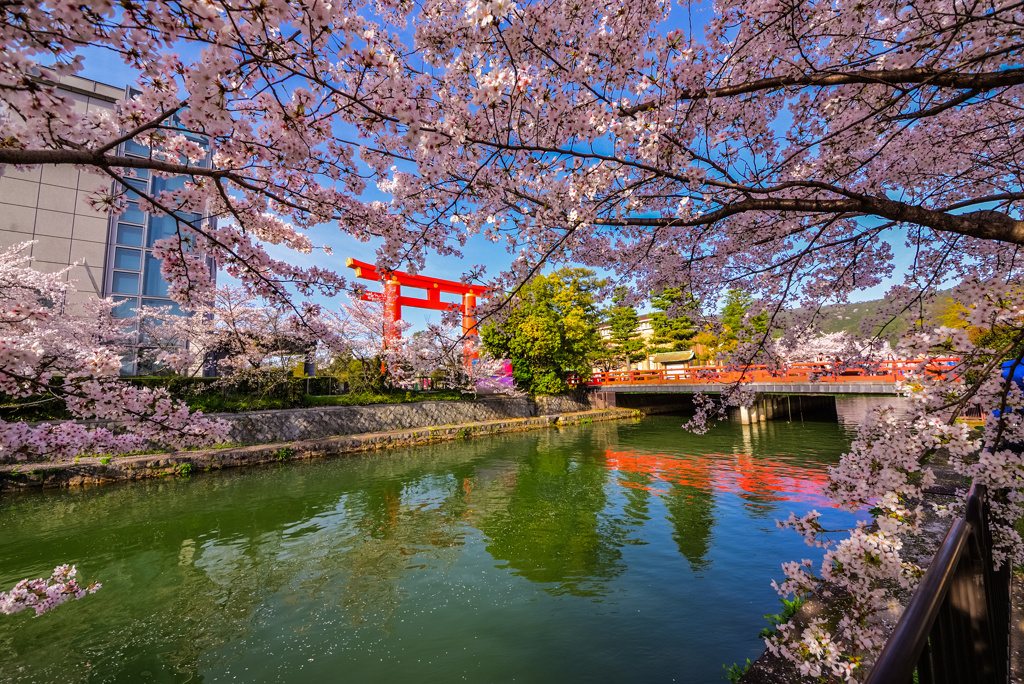 岡崎疎水の桜