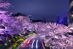 東京ミッドタウン夜桜