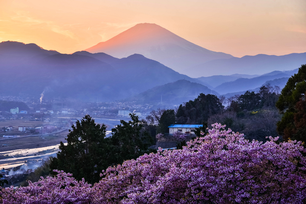 富士山と河津桜