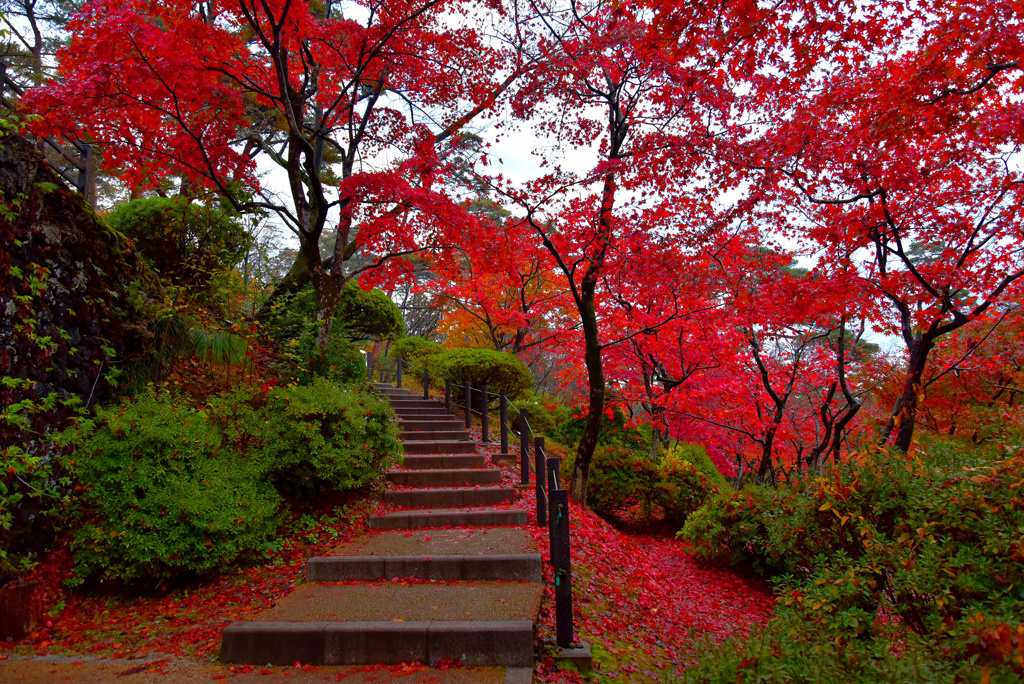 雨上がりのもみじ谷(紅の世界)