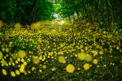 菜の花畑のような