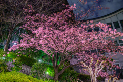 池上本門寺の河津桜