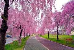 桜色の雨