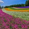 彩りの畑