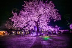小田原の春
