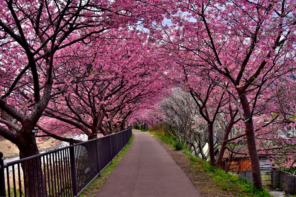 梅混じりの桜トンネル
