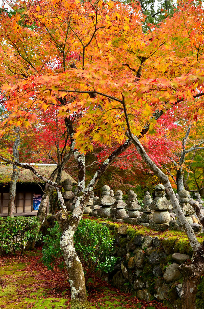 化野念仏寺の紅葉