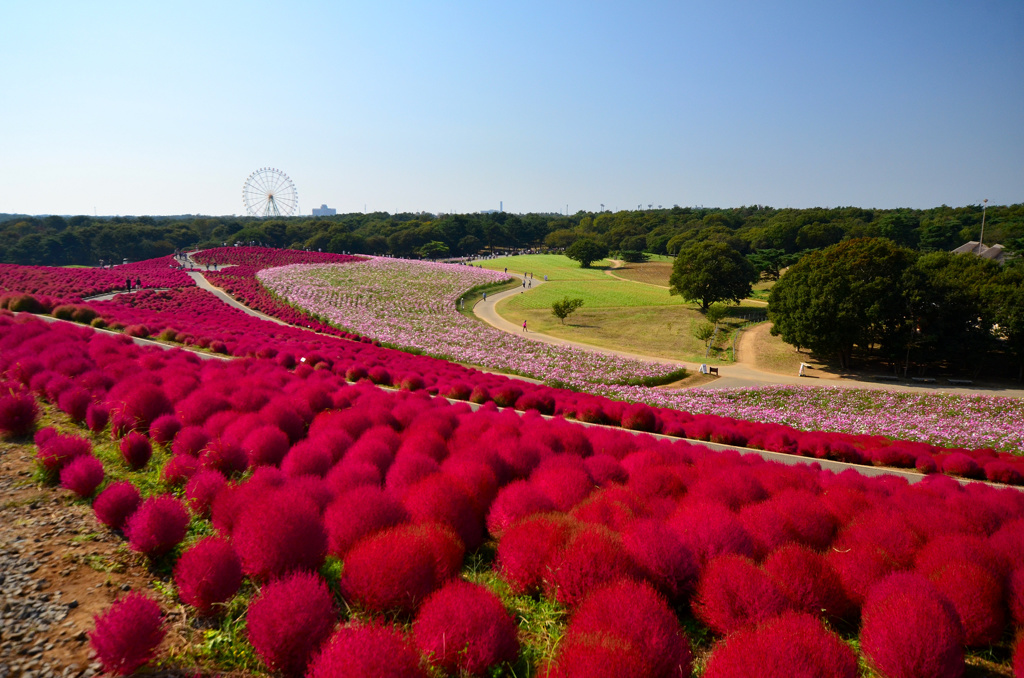 真紅の丘2