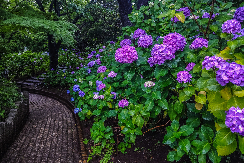 雨の日の多摩川台公園