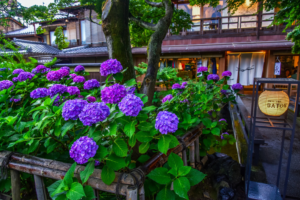 祇園白川の紫陽花