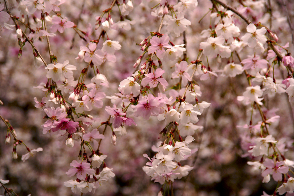 御幸桜