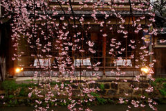 雨の日のしだれ桜