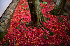 高桐院の赤絨毯