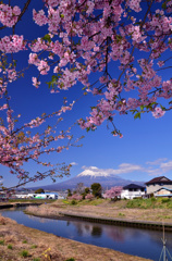 和田川下流の桜