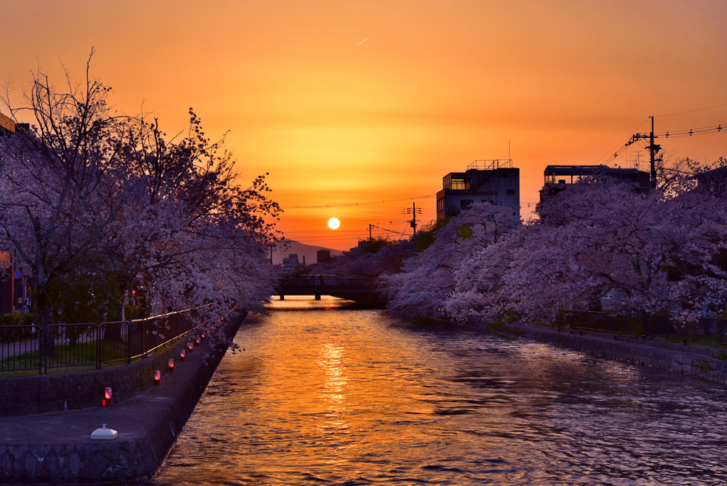 岡崎疎水の桜と夕日