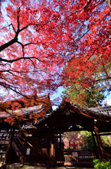 真紅の境内