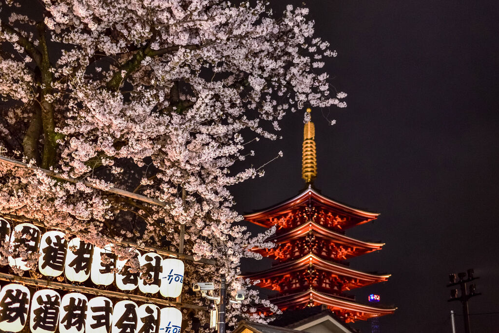 浅草寺の桜