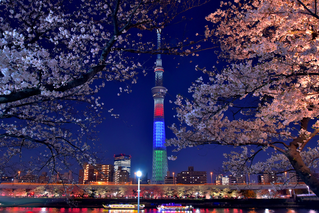 隅田公園の夜桜2