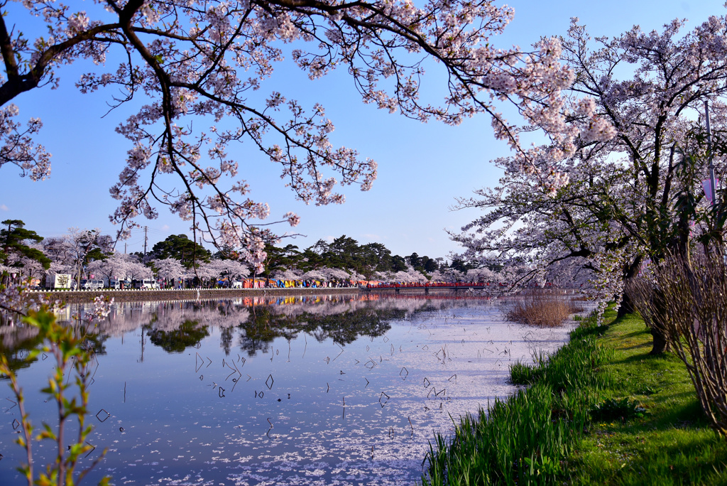 高田城百万人観桜会2