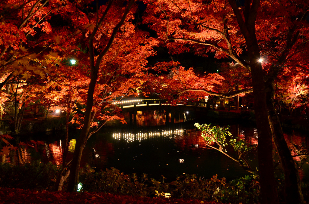 永観堂 紅葉ライトアップ