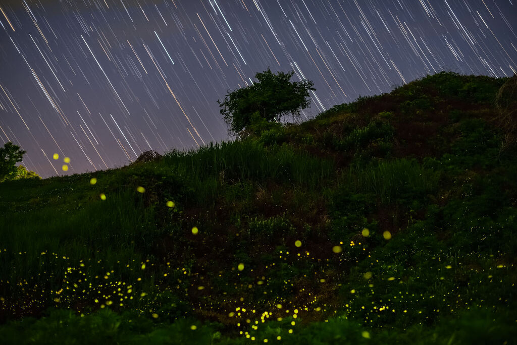 星降る夜にホタルの舞