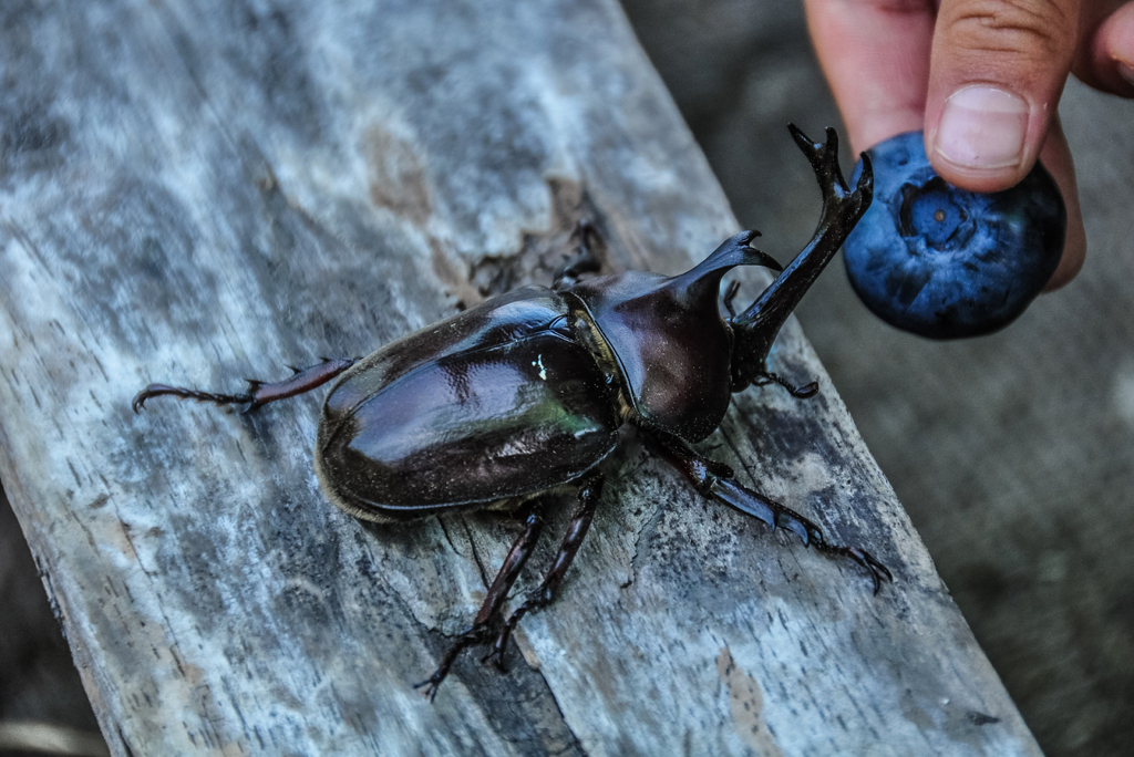 九年前のカブトムシ