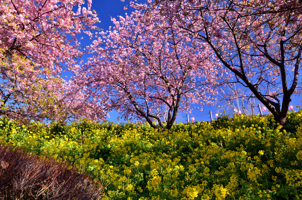 菜の花と河津桜