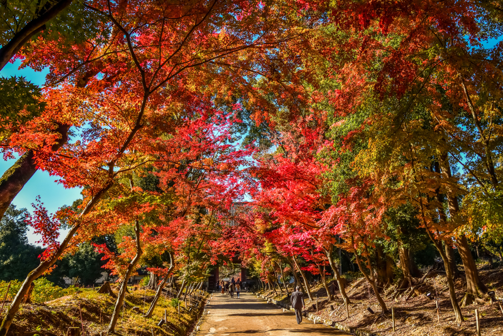 醍醐寺参道のグラデーション紅葉