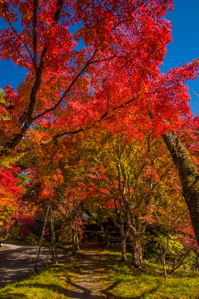 高山 天照寺の紅葉(速報版)