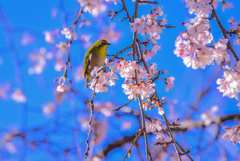 しだれ桜のサクジロー