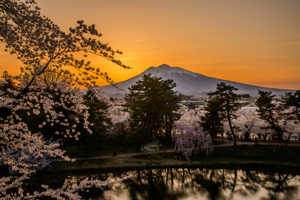夕暮れ時の桜と岩木山