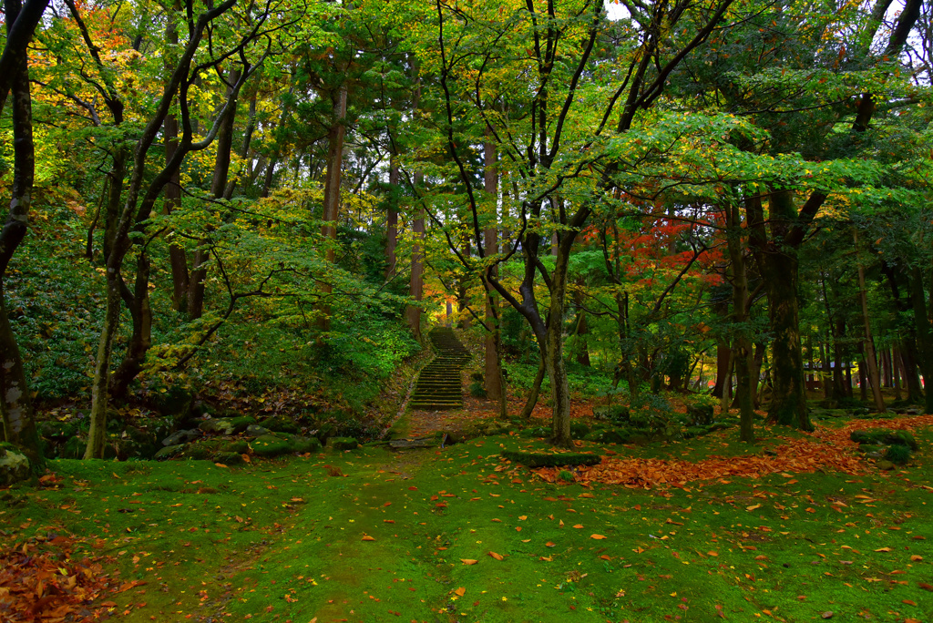 雨上がりのもみじ谷(緑の世界)