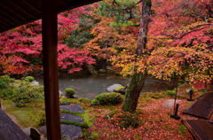 蓮華寺の庭