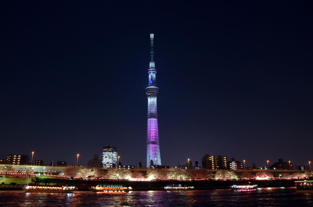 隅田公園、夜桜の宴