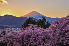 赤富士と河津桜