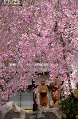 六角堂御幸桜